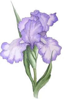 What Is a PNG File? Iris painting, Iris art, Iris flowers