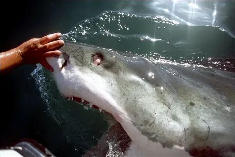 Un touriste belge attaqué par un requin à la Costa Brava Fot