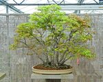 Clump Style Japanese Maple (Acer palmatum) Bonsai Tree Flick