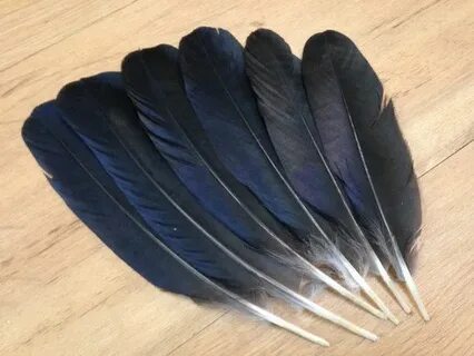 Hooded Crow Wing Feathers Crow Feathers Raven Feathers Etsy 