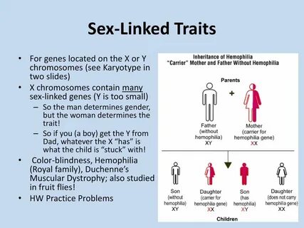 Chapter 14 - Inheritance and Disorders - ppt download