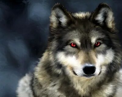 Real Wolf Wallpapers - Wallpaper Cave