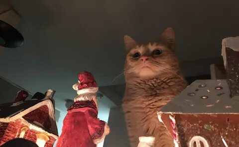 Cat pathetic looking at Christmas decorations Memes - Imgfli