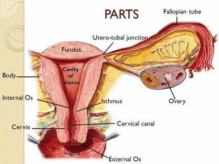 ANATOMY OF FEMALE REPRODUCTIVE SYSTEM Dr.Gurudasan ppt downl