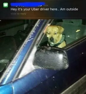 Dog Hey It's Your Uber Driver Know Your Meme