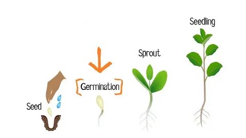 How To Increase Your Seed Germination Rates Origin Hydroponi