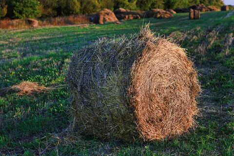 Free photo: haystack - Corn, Dry, Farm - Free Download - Joo