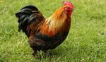 Bantam Chicken Breeds - The Hip Chick