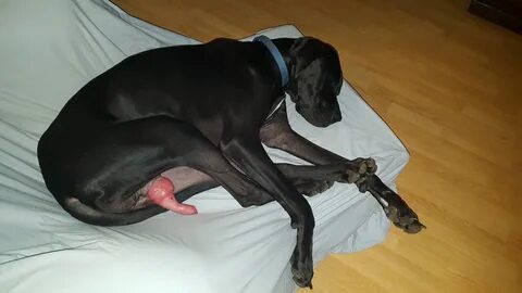 Great dane huge cocks SEX Pics