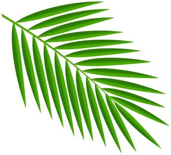 palm leaves clip art - Clip Art Library