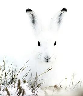 snow bunny via A Flower Story on Flickr Arctic hare, Rabbit,