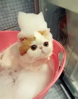 Soapy Suds Topping Snoopy cat, Cute cats, Cute animals