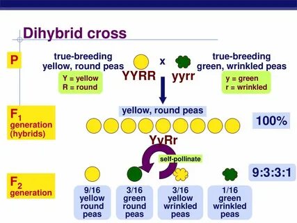 Genetics & The Work of Mendel - ppt download