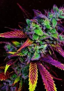 Marijuana, Plant, And Weed Image - Best Looking Pot Plants -