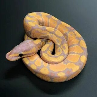 Pastel Banana Ball Python