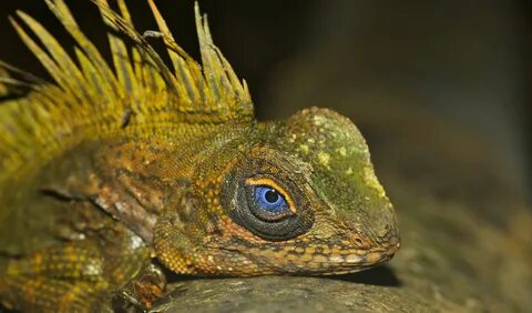 This forest dragon has the most incredible blue eyes Lizard,