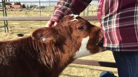 Day 10 - How to tube-feed a calf - YouTube