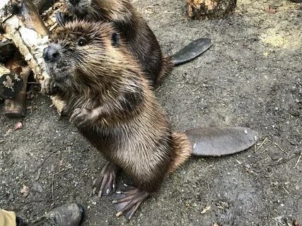 I feel the lack of beavers on imgur kinda disturbing - Album