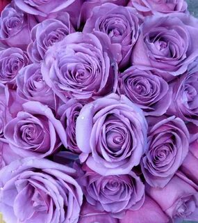 Sparkly Gold Purple colour flowers, Purple roses, Purple flo