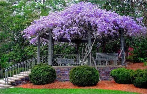 Фиолетовый цвет в саду (66 фото) .
