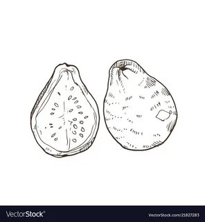 Tropical fruit sketch Royalty Free Vector Image