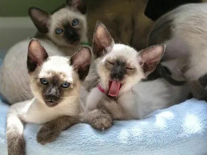 Breeders of Siamese kittens available for sale. Siamese kitt