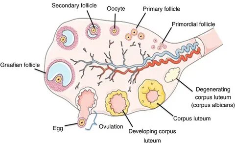 Schematic representation of the ovarian structure. Adapted f