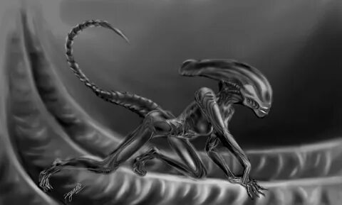 rp xenomorph xenomorph deviantart 28 images * Boicotpreventi