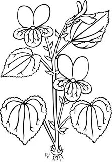 Free Sampaguita Drawing, Download Free Sampaguita Drawing pn