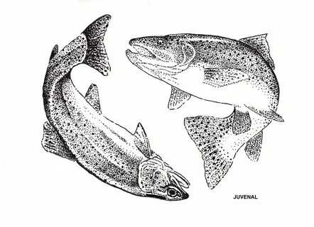Rainbow Trout by Joseph Juvenal Trout art, Fish drawings, Dr