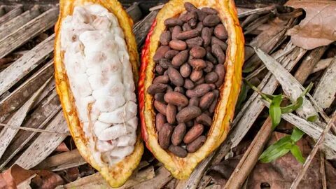 Cocoa-Sector Umaizi