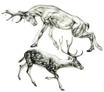 Chital deer anatomy by https://www.deviantart.com/oxpecker o