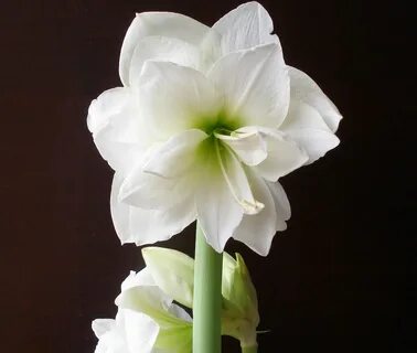 1pc Real Hippeastrum Bulbs, Amaryllis Bulbs - GreenSeedGarde