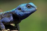 Blue Head Agama Lizard Lizard, Eastern bearded dragon, Blue 