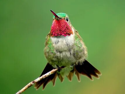 Broad-tailed Hummingbird Celebrate Urban Birds