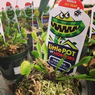 Little Pot of Horrors Venus Fly Trap Venus fly trap, Fly tra