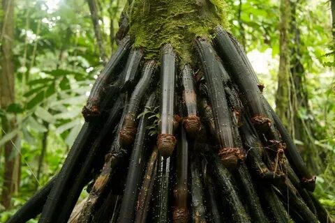 그 미친 마녀 on Twitter: "Huacrapona palm tree, nothing else 🤍 😀 