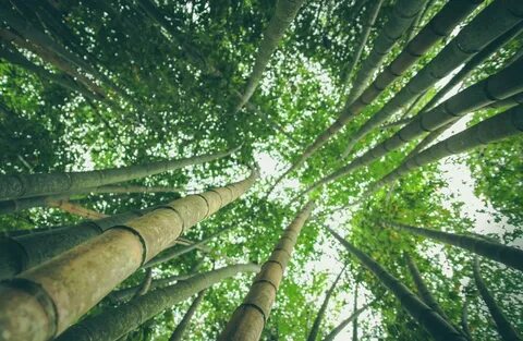 Free Images : tree, nature, outdoor, branch, sky, sunlight, 