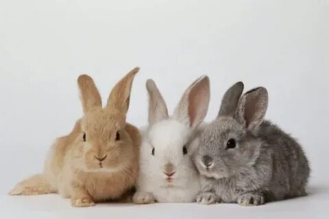 Rabbits 2 - Pet Spruce