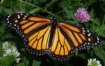 Monarch Butterfly Wallpapers - Wallpaper Cave