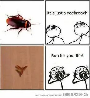 Just a cockroach. Funny pictures, Best funny pictures, Funny