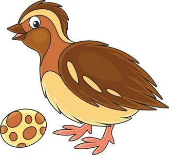 Pic Of Quail Clip Art Сток видеоклипы - iStock