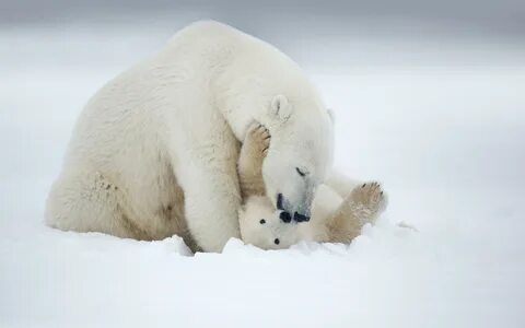 Beautiful Baby Polar Bear Wallpaper Iphone - wallpaper quote