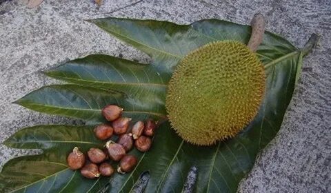 ☀ Puerto Rico ☀ Pana de Pepitas Frutas, Frutas y vegetales, 