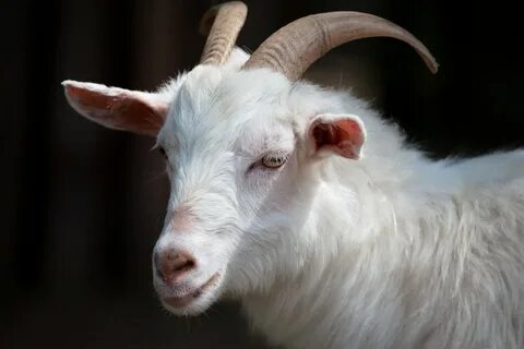 Free photo: White Goat - Animal, Farm, Goat - Free Download 