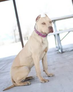 champagne red nose pitbull Online Shopping