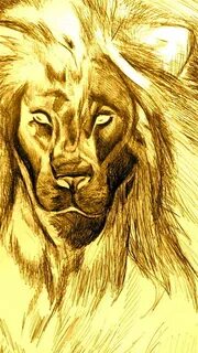 Lion of Judah Drawing by Kristen Lasher Fine Art America