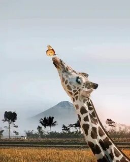 Angie Karan Ⓥ 🌱 🐾 on Twitter Giraffe pictures, Cute animals,