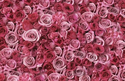 россыпь роз Rose flower wallpaper, Pink flowers, Rose wallpa