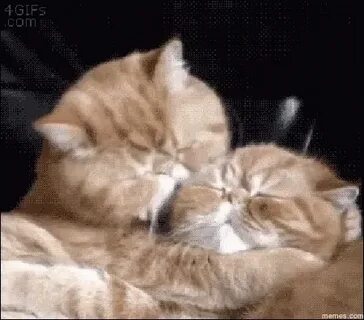 Gatos Cats GIF - Gatos Cats - Discover & Share GIFs